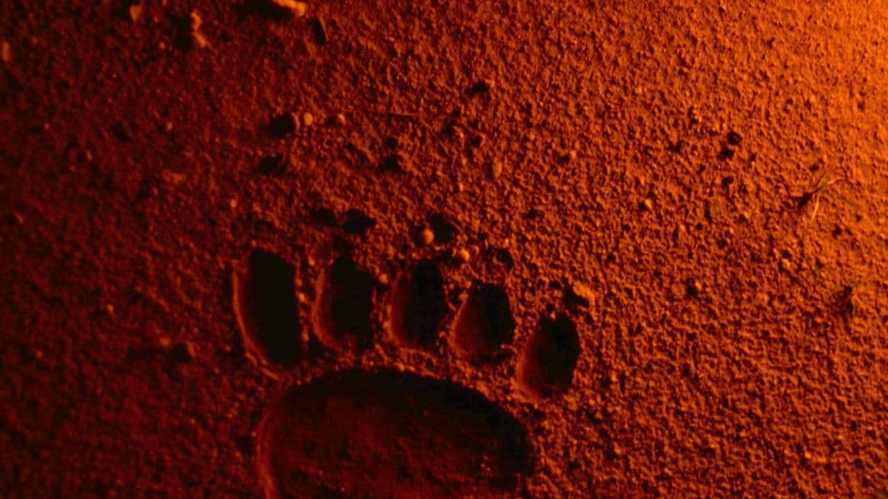 Bears Discover Fire backdrop