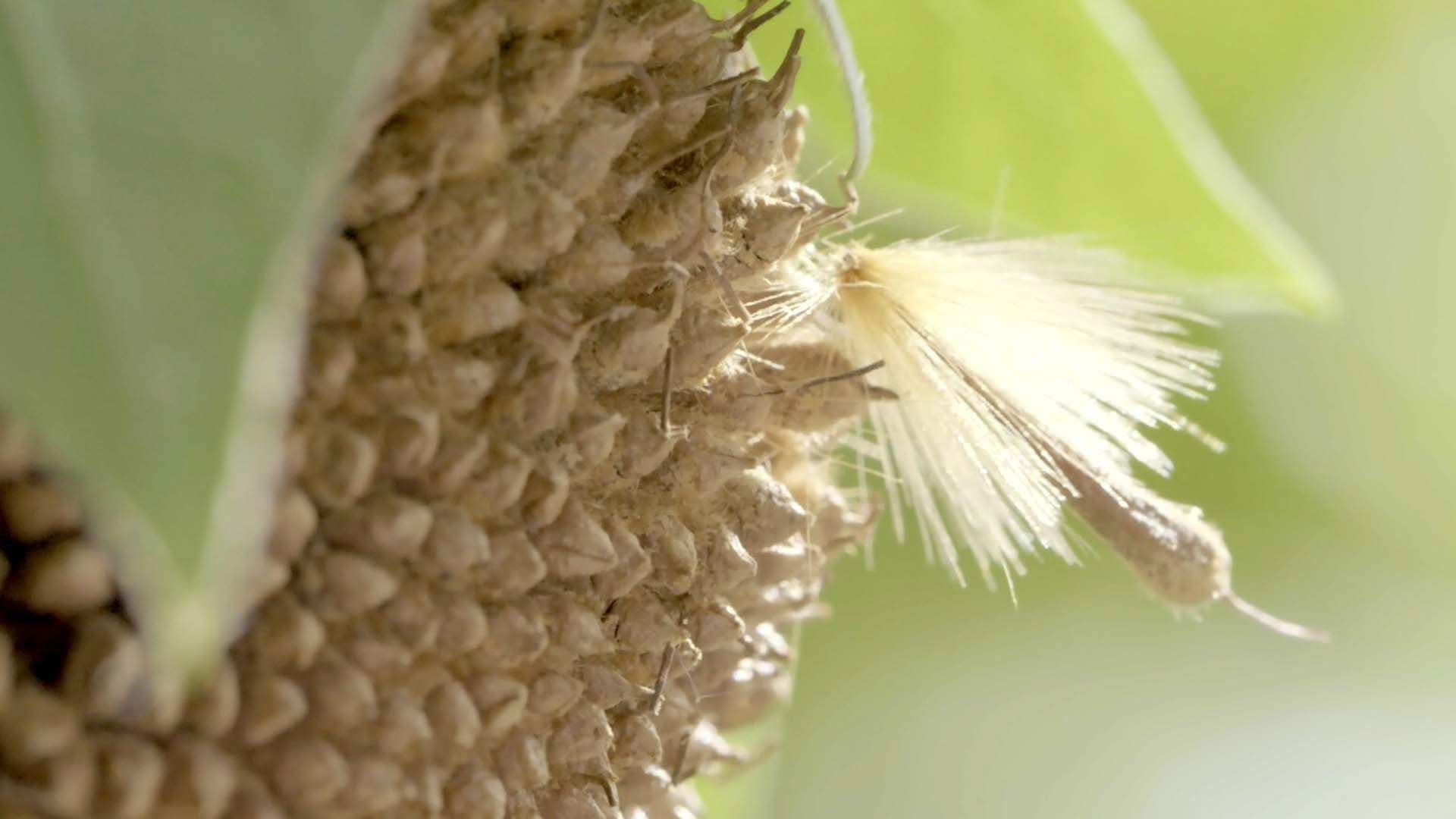 Le Peuple des airs backdrop